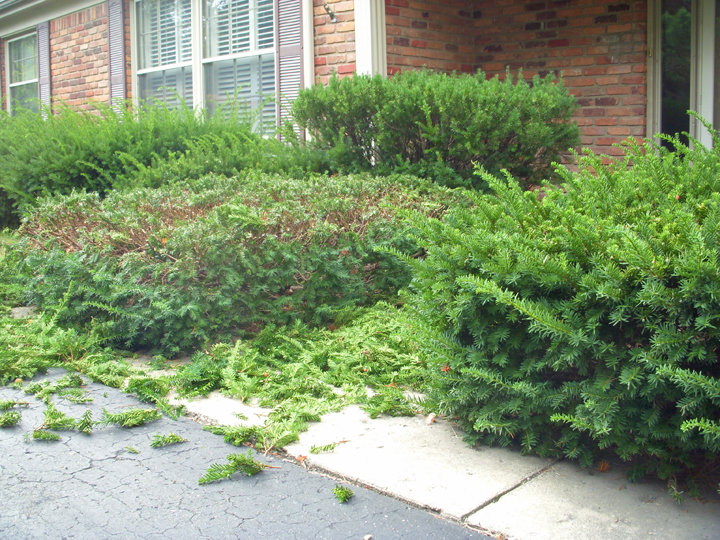 GardenAtoZ Yew slow comeback Garden A to Z