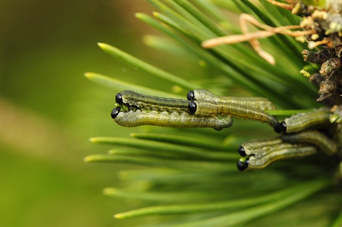 Sawfly8896.jpg