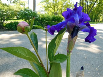 PeonIrisBudsN5330s.jpg
