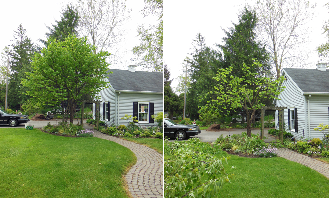 GardenAtoZ Cut back a redbud Garden A to Z