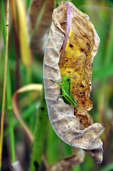 Grasshopper2281.jpg