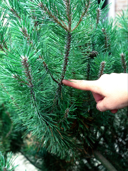 How to Trim Mugo Pines  