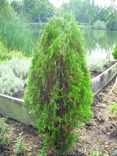 Gardenatoz Arborvitae Too Tall Garden A To Z