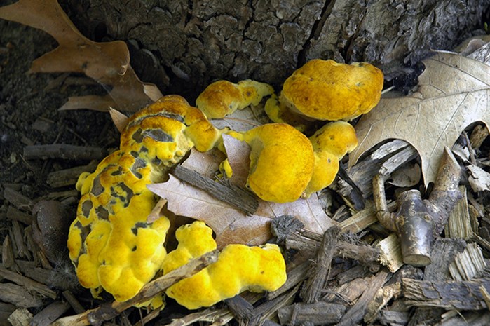 YellowFungi3922.jpg
