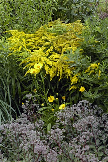 GC255Solidago0668.jpg