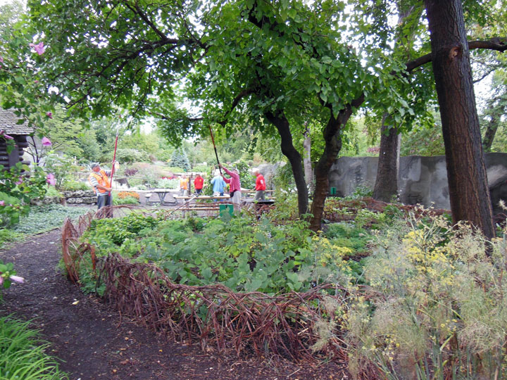 GardenAtoZ More light under trees Garden A to Z