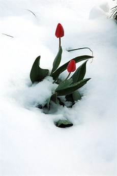 SnowyTulip7712.jpg