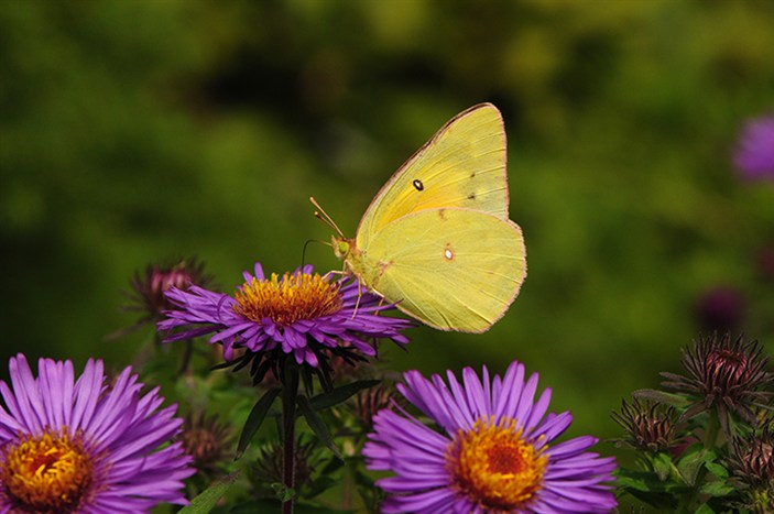 YellButfly1790.jpg