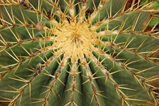 Cactus7393.jpg