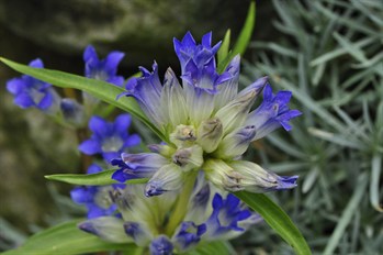 GentianFlwrH5694s.jpg