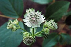 AstrantiaFlwr1936s.jpg