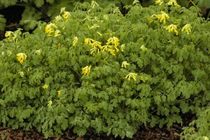 CorydalLut2608s.jpg