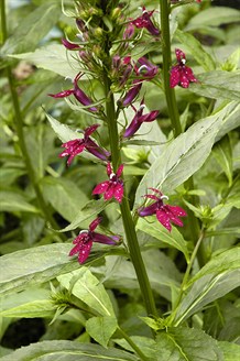 Lobelia1108s.jpg