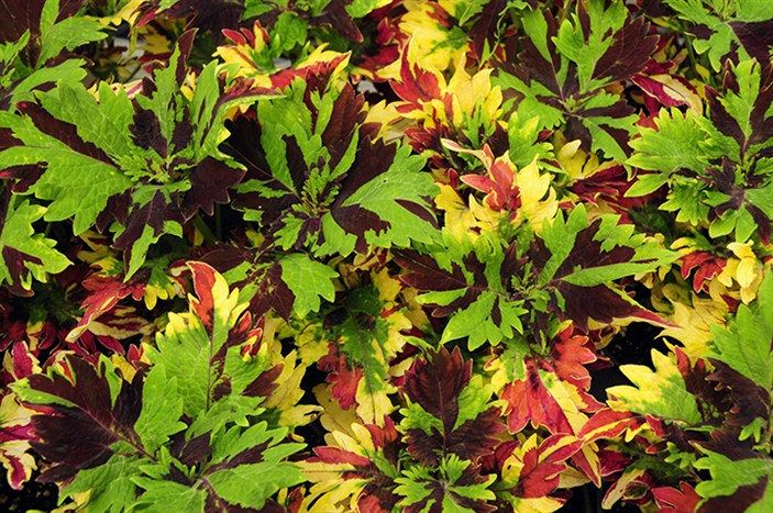 Coleus3197.jpg