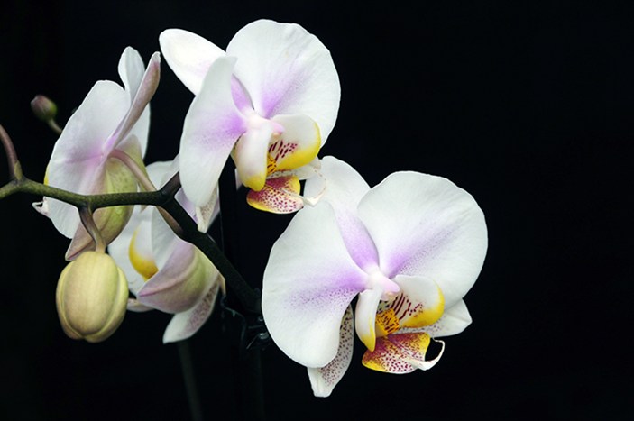 Orchid3186.jpg