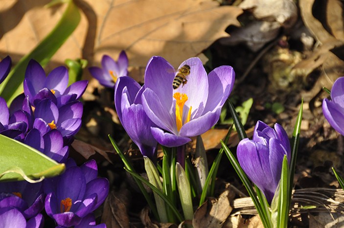 CrocusBuzzed6108.jpg