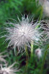 WindFlwrSeedHead2365.jpg