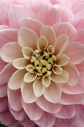 PinkDahlia3286.jpg