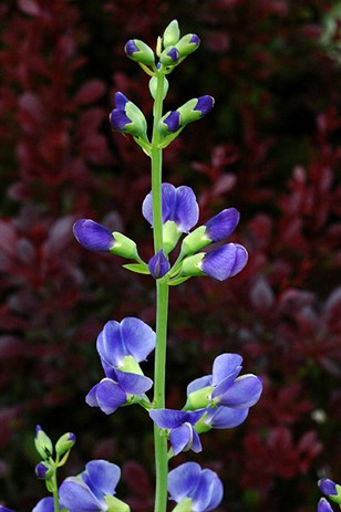 Baptisia0850.jpg