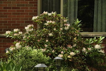 RhodoWht7064.jpg