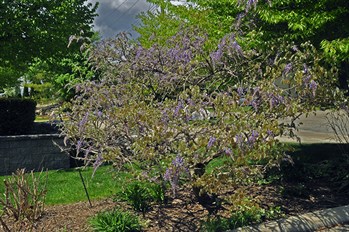 Wisteria6948.jpg