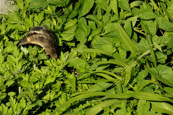 DuckInWeeds7928.jpg
