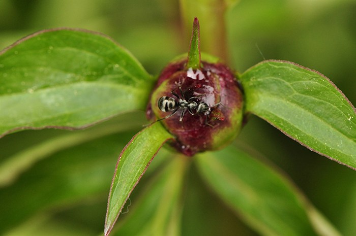 PeonyAnt7779.jpg