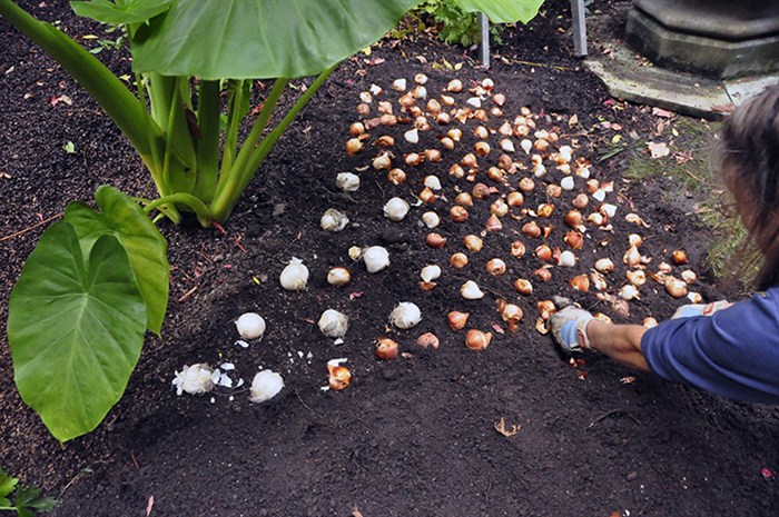 Bulbs4925.jpg