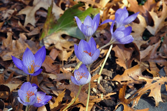 FallCrocus4514.jpg