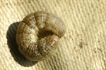 Cutworm4769s.jpg