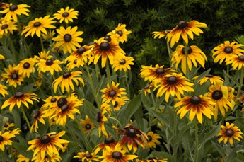 RudbeGlorio8540_2.jpg