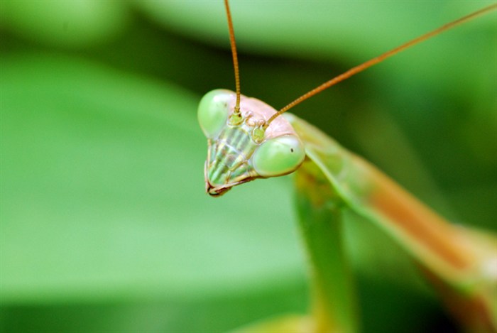 Mantis0143.jpg