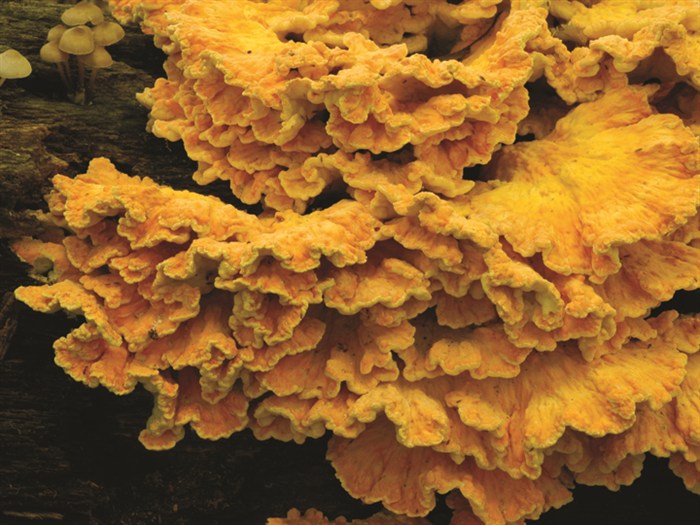 OrangeFungi3151a.jpg