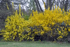 Forsythia2cvsBlm6967s.jpg