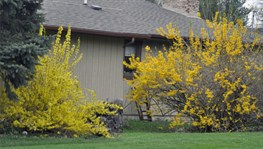 Forsythia2cvsBlm6970s.jpg
