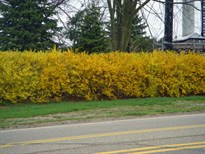 ForsythiaFlBlmHdgN4128s.jpg