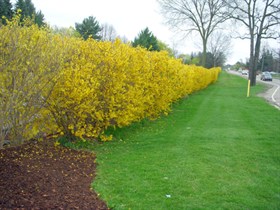 ForsythiaFullBlmHdgN4139s.jpg