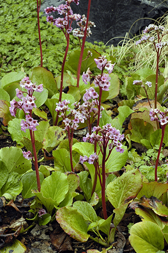 Bergenia3049.jpg