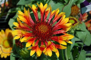 Gaillardia1613.jpg