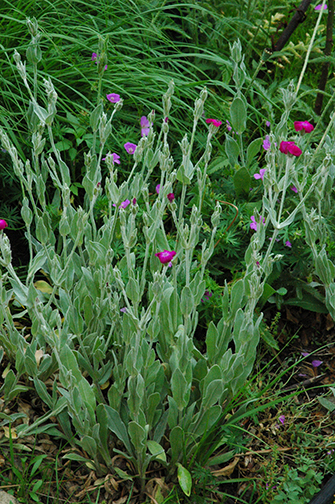 Lychnis1130.jpg