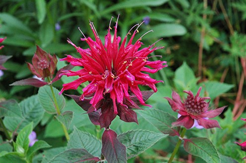 Monarda1453.jpg