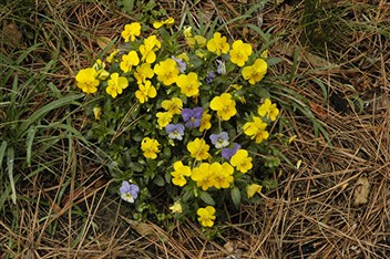 Pansy8524.jpg