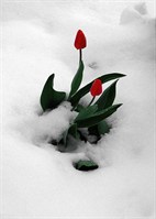 SnowyTulip.jpg