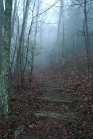 MistyPath2424.jpg