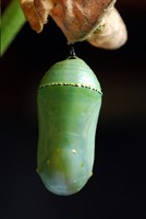 GreenChrysalis1601.jpg
