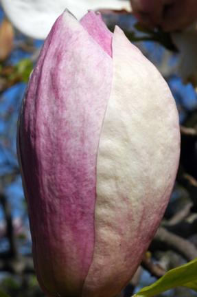 MagnoPuzlA8022.jpg