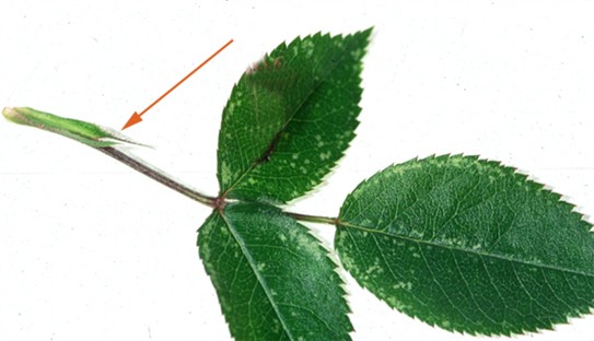 rosestipule.jpg