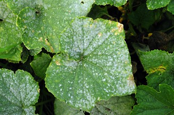 CucurMildew6483s.jpg