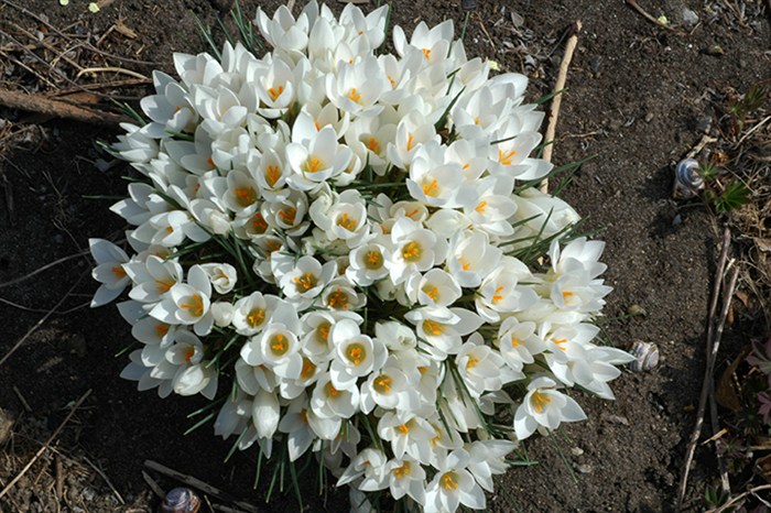 CrowdOfCrocus1685.jpg