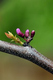 Redbud1180.jpg